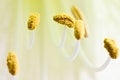Free Floating Stamen Royalty Free Stock Photos - 4013928