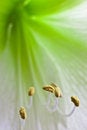 Free Floating Stamen Royalty Free Stock Photo - 4013935