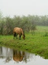 Free Mare And Foal In Fog Stock Image - 4018091