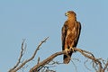 Free Tawny Eagle Royalty Free Stock Images - 4019899