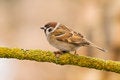 Free Tree Sparrow (aka Passer Montanus) Stock Photography - 4021782