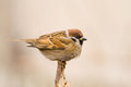 Free Tree Sparrow (aka Passer Montanus) Royalty Free Stock Photo - 4021805