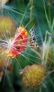 Free Grasshopper Haven Royalty Free Stock Photo - 4023095