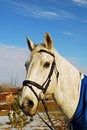 Free Grey Thoroughbred Horse Stock Image - 4029191