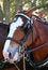 Free A Portrait Of A Horse Stock Photography - 4029642