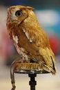 Free Eastern Screech Owl (Otus Asio) Stock Images - 4030064