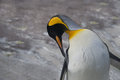Free Emperor Penguin Royalty Free Stock Photos - 4030638