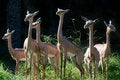 Free Gerenuks Females Stock Images - 4034664