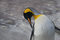 Free Emperor Penguin Royalty Free Stock Photos - 4030638
