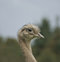 Free Ostrich Royalty Free Stock Images - 4031179