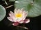 Free Pink Water-lily Stock Photography - 4037032