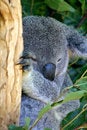 Free Koala Bear Stock Images - 4046454