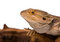 Free Bearded Dragon Stock Images - 4045504