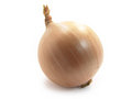 Free Bulb Royalty Free Stock Photography - 4051607