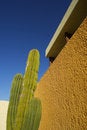 Free Cactus Stock Image - 4052101