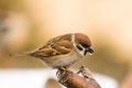 Free Tree Sparrow (aka Passer Montanus) Stock Photography - 4053532