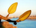 Free Two Leaves Royalty Free Stock Image - 4054046