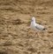 Free Seagull Seagull Stock Images - 4050654