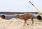 Free Camel On Industry Background Royalty Free Stock Photos - 4056088