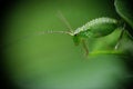 Free Green Insect Antenna Contact Royalty Free Stock Image - 4061826