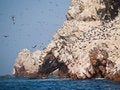 Free Wildlife On Islas Ballestas In Peru Royalty Free Stock Photo - 4062955