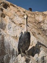 Free Wildlife On Islas Ballestas In Peru Stock Image - 4063041