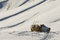 Free Highland Cow In Snow Stock Image - 4063901