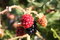 Free Red Blackberry Stock Images - 4066824