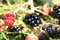 Free Blackberry Royalty Free Stock Photos - 4066828