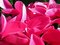 Free Cyclamen Royalty Free Stock Photo - 4066835