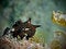 Free Juvenile Painted Frogfish Royalty Free Stock Image - 4069416