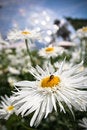 Free Nectar Royalty Free Stock Photos - 4070828