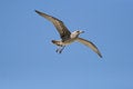 Free Kelp Gull Royalty Free Stock Photo - 4076035