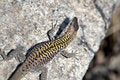 Free Tanned Lizard Royalty Free Stock Images - 4077339