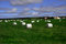 Free Field Of Bales Royalty Free Stock Images - 4070069