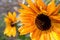 Free Sunflowers 1 Royalty Free Stock Images - 4070489
