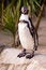 Free Penguin 1 Stock Photos - 4070603