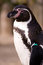Free Penguin 2 Royalty Free Stock Photos - 4070618