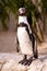 Free Penguin 3 Royalty Free Stock Photo - 4070625