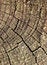 Free Wood Royalty Free Stock Photos - 4074208