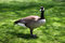Free Grey Goose Royalty Free Stock Images - 4074209