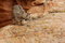 Free Bobcat On Sandstone Ledge Royalty Free Stock Image - 4074366