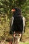 Free Bateleur Eagle Stock Image - 4079141