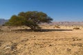 Free Alone Tree In Desert Royalty Free Stock Image - 4085646