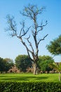 Free Old Tree In Old Fort Lawn Royalty Free Stock Image - 4085716