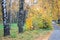 Free Birch Trees Alley In The Autumn Stock Photos - 4082063