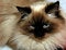 Free Resting Cat Stock Image - 4082251