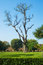 Free Old Tree In Old Fort Lawn Royalty Free Stock Image - 4085716