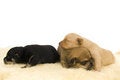 Free Dogs Family. Royalty Free Stock Photos - 4094658