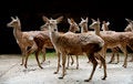 Free A Covey Of Deers Stock Photo - 4094660